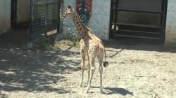 Anak Jerapah Lahir di Kebun Binatang di Lamongan, Diberi Nama Kindi