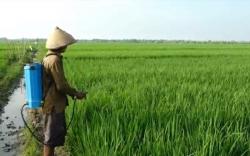 Pupuk Subsidi Langka, Petani Kendal Semprot Tanaman Pakai Micin