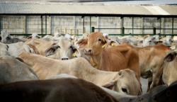 Tekan Impor Daging, Mentan Ingin Buat 1.000 Desa Sapi<