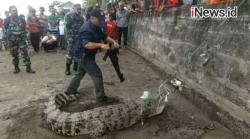 Detik-Detik Petugas BKSDA dan Warga Tangkap Buaya 3 Meter di Muara Cidanau Serang
