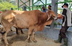 Pastikan Sehat, Dinas Pertanian dan Ketahanan Pangan Kulonprogo Pantau Hewan Kurban 