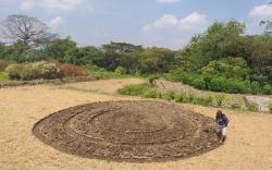 Mirip Crop Circle, Ladang di Klaten Jadi Perhatian Warga