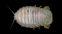 Ada Kecoak Laut Raksasa di Laut Dalam Indonesia