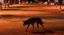 Viral, Bocah 6 Tahun Pertaruhkan Nyawa Duel dengan Anjing demi Selamatkan Adik