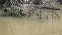 Video Buaya Muara Muncul di Pemukiman Hebohkan Warga Pangkalpinang