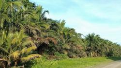 Alternatif Beras, Warga Sorong Jadikan Sagu Cadangan Makanan saat Pandemi Covid-19