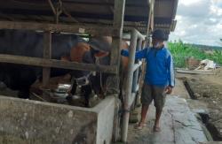 Kenalkan Si Gundul, Sapi Kurban Presiden Jokowi di Bintan Kepri