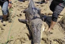 Buaya 4 Meter Mati Dijebak, di Perutnya Ada Beberapa Potongan Tubuh Manusia