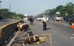 Pikap Bawa Hewan Kurban Terguling di Tol Jagorawi, Kambing Mati Terkapar di Jalan