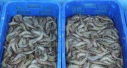 Pandemi Covid-19, Kesempatan Indonesia Rebut Pasar Udang Dunia