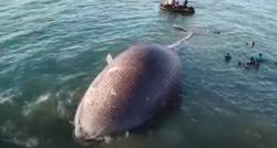 Bangkai Paus Biru Raksasa terdampar di Pantai Nunhila Kupang