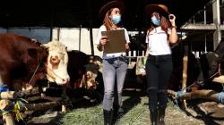 SPG Cantik Jual Hewan Kurban di Surabaya