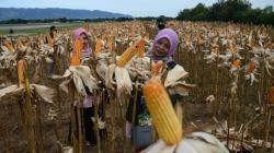 Nilai Tukar Petani Turun, Kementan Sebut Ancaman Krisis Pangan di Depan Mata