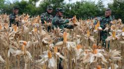 Panen Jagung Hibrida untuk Ketahanan Pangan di Tengah Pandemi Covid-19