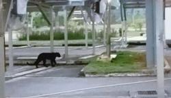 Heboh, Macan Kumbang Berkeliaran di Kampus Malaysia