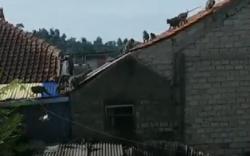 Kawanan Monyet Turun Gunung, Rusak Atap Rumah hingga Ambil Makanan di Warung