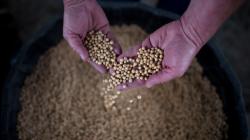 Kedelai Impor 15.000 Ton Masuk Indonesia 3 Hari Lagi