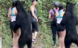 Viral, Beruang Liar Ini Senang Diajak Selfie