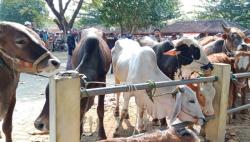 Pakar Peternakan UGM: Pandemi Covid-19 Berdampak Terhadap Harga Jual Sapi