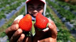 Kebun Strawberry Kalisat Jadi Destinasi Wisata Alternatif di Kaki Gunung Ijen