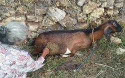 Hewan Misterius Serang Kambing Warga di Wonogiri hingga Jeroan Hilang