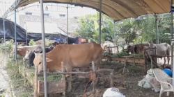 Mencuri Sapi Milik Ibu Kandung, Pria di Padang Ditangkap Polisi