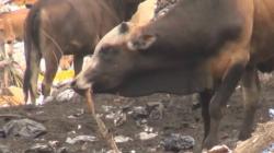 Bukan Rumput, Gerombolan Sapi di Padang Makan Sampah<