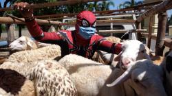 Aksi Spiderman Salurkan Hewan Kurban untuk Anak-Anak Pengidap HIV/AIDS