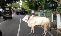 Lukai Warga, Sapi Kurban yang Mengamuk di Blitar Ditembak Polisi