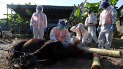 Petugas Jagal Hewan Kurban Pakai APD Lengkap 