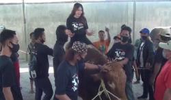 Penyanyi Dangdut Via Vallen Naiki Sapi Kurbannya 'Hulk' Sebelum Disembelih<