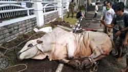 Hikmah Idul Adha di Tengah Pandemi Covid-19