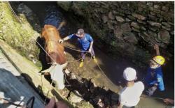 Hewan Kurban Sapi di Bandung Mengamuk hingga Terjatuh ke Parit