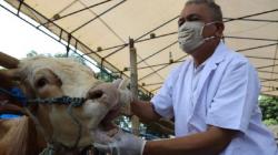 Pandemi Covid-19, Keluar Masuk Pedagang dan Hewan Kurban Harus Dipantau Ketat