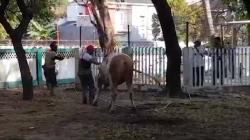 Sapi Kurban Jusuf Kalla Sempat Berontak saat Akan Disembelih di Masjid Al Markaz Makassar