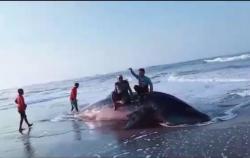 Hiu Tutul Terdampar di Pantai Desa Ciheras, Dagingnya Dipotong-Potong Warga