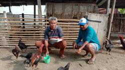 Ratusan Ribu Peternak Gulung Tikar Imbas DOC Langka dan Harga Pakan Mahal