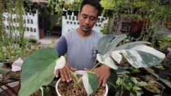 Langka di Pasaran, Tanaman Philodendron Monstera Dijual hingga Rp4 Juta
