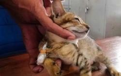 Kucing Pembawa Narkoba Kabur dari Penjara Keamanan Tinggi di Sri Lanka