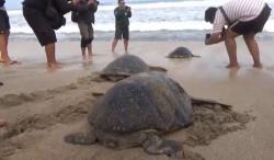 Pemulihan Pariwisata Bali, 25 Ekor Penyu Hijau Dilepasliarkan di Pantai Kuta