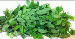 Mengenal Manfaat Daun Katuk untuk Tingkatkan Produksi ASI