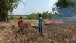 Gagal Panen akibat Wereng dan Tikus, Petani di Bojonegoro Bakar Tanaman Padi