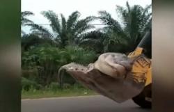 Detik-Detik Buaya Besar Seberat 500 Kg di Bangka Dievakuasi Buldoser