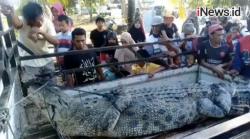 Video Buaya yang Diduga Mangsa Warga Mamuju Tengah Ditangkap