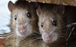 Kota di Mongolia Keluarkan Peringatan Level Waspada Wabah Pes setelah Pasien Meninggal