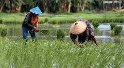 Potensi Indonesia Besar, Pemanfaatan Lahan Pertanian Belum Optimal