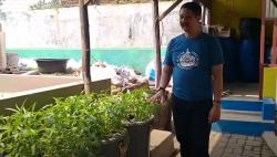 Budidaya Ikan dan Tanaman Hidroponik Digandrungi selama Masa Pandemi Covid-19<