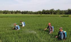 BUMN Diminta Turun Tangan, Jasindo Siapkan Aplikasi Asuransi Petani