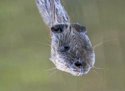 Foto Makhluk Aneh Berwajah Panjang Bikin Bingung Pengguna Facebook