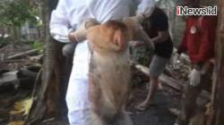 Video Bekantan Masuk Pemukiman Warga di Palangkaraya, Diduga Kelaparan